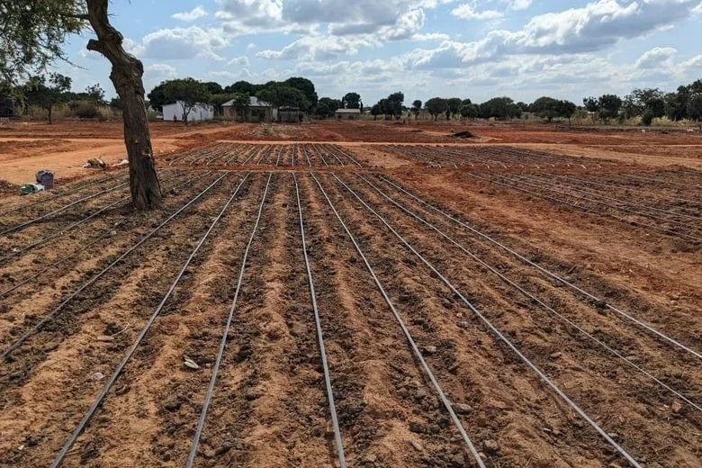 Drip irrigation lines installed across a cultivated field