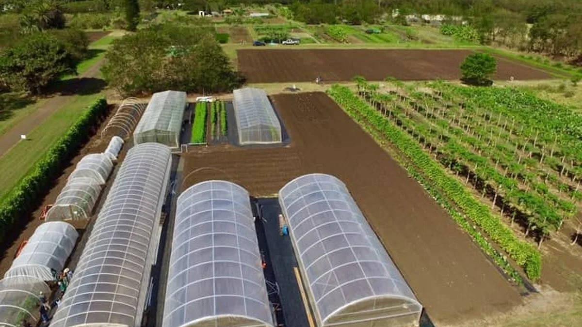 Aerial view of commercial greenhouses and cultivated fields in Tanzania
