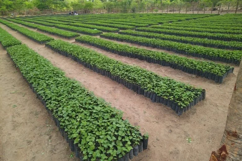 Rows of irrigated horticultural crops